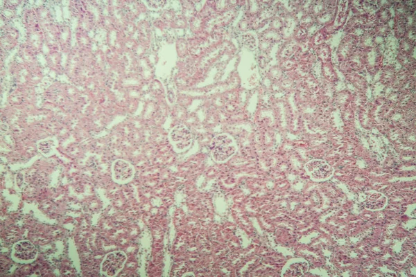 Corteza Renal Bajo Microscopio 100X —  Fotos de Stock