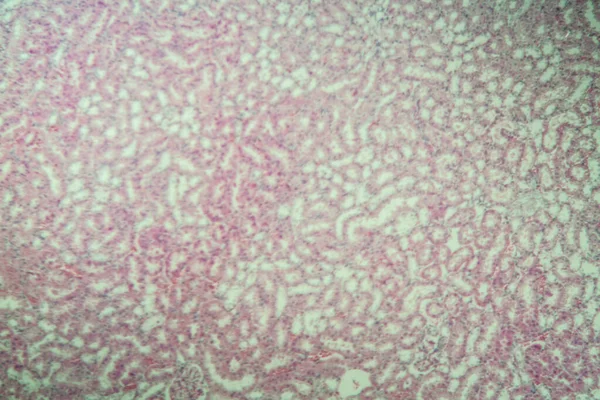 Corteza Renal Bajo Microscopio 100X — Foto de Stock