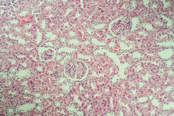 顕微鏡下の腎臓皮質200X — ストック写真