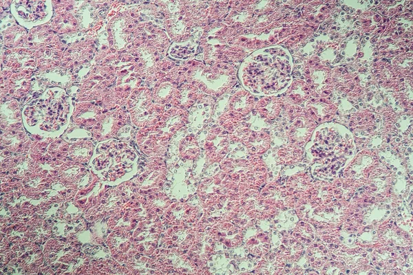 Corteza Renal Bajo Microscopio 200X — Foto de Stock