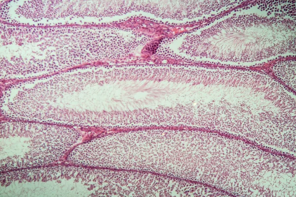 Patkányherék Spermiumszövetekkel 100X Keresztmetszetben — Stock Fotó