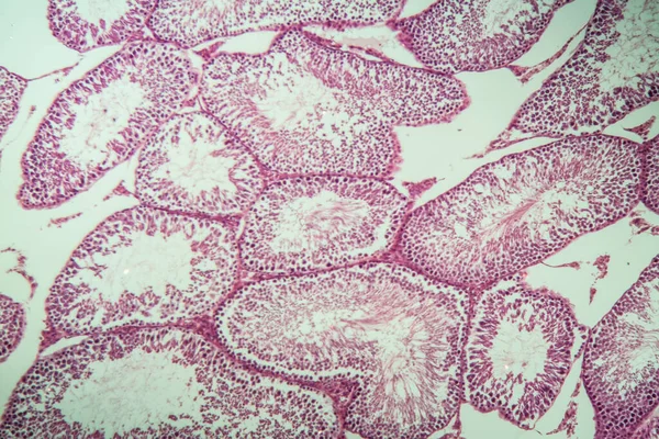 Testicoli Topo Con Tessuto Spermatico Nella Sezione Trasversale 100X — Foto Stock