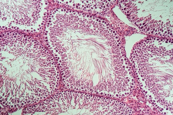 具有精子组织的大鼠睾丸 横截面100X — 图库照片