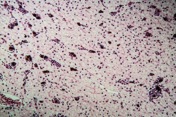 Anfíbios Axolot Com Células Hepáticas 100X — Fotografia de Stock