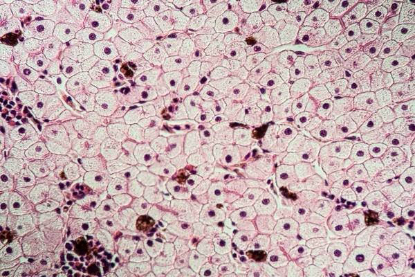 Axolot Anfibios Con Células Hepáticas 100X — Foto de Stock
