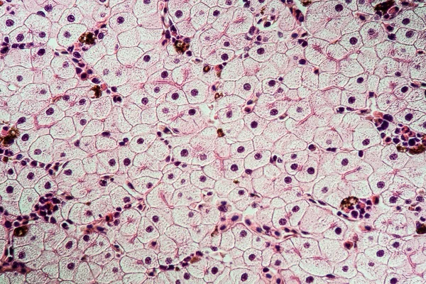 Axolot amphibians with liver cells 100x