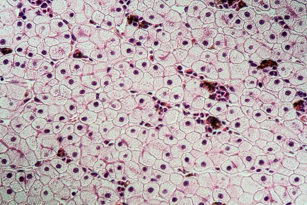Axolot Amphibien Mit Leberzellen 100X — Stockfoto