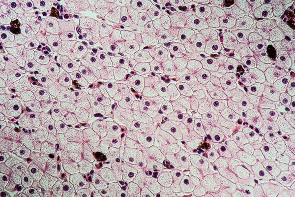 肝細胞を有するAxolot両生類100倍 — ストック写真