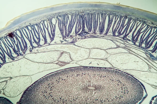 横断面上有卵子100X的马线虫 — 图库照片
