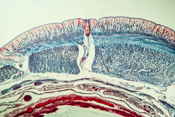 Cacing Tanah Histologi Cross Section Segmen 100X — Stok Foto