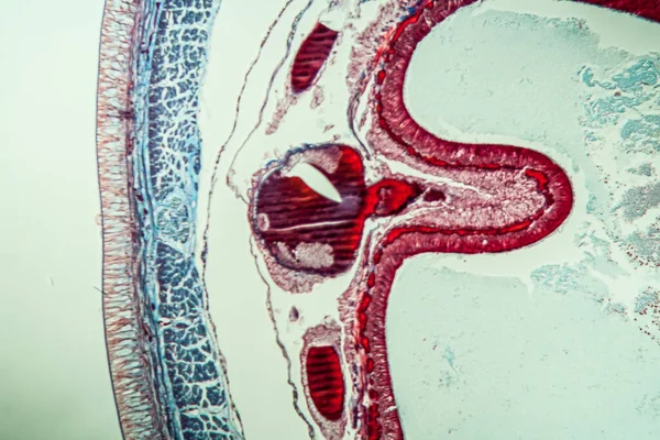 Earthworm Histology Cross Section 10Th Segment 100X — Stock Photo, Image