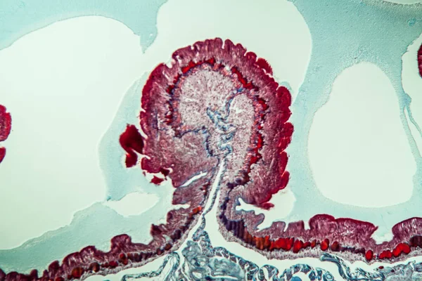 Earthworm Histologie Doorsnede 10E Segment 100X — Stockfoto