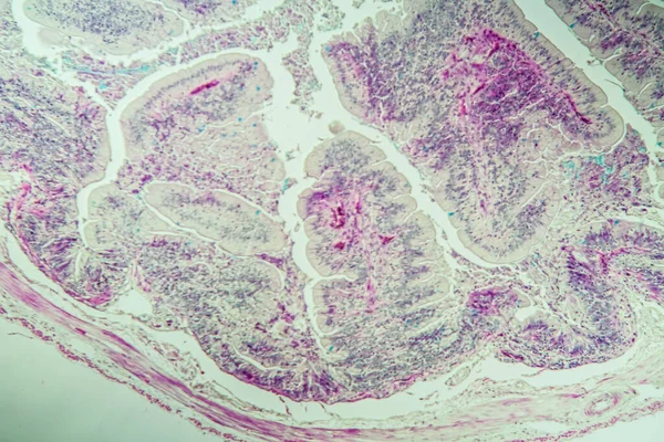 Slow Worm Histology Bowel Transverse 100X — Stock Photo, Image