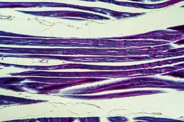 Strimlad Muskelvävnad Mikroskop 200X — Stockfoto