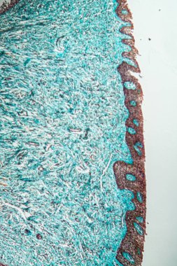 Tat alma tomurcukları olan dil dokusu 100 kat