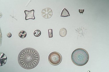 different types of diatoms, 100x clipart