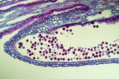 Çapraz sümbül çiçeği, 100x