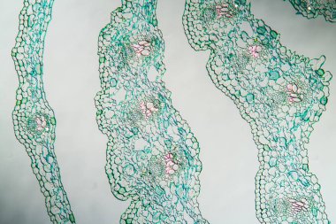 beyaz germer kök bölüm 50x