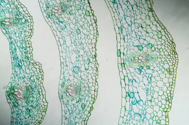 beyaz germer kök bölüm 50x
