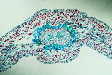 Kore köknar iğneleri çapraz yönde, 100x