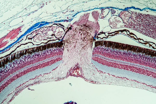 Nervo Ottico Del Pesce Nell Occhio 200X — Foto Stock