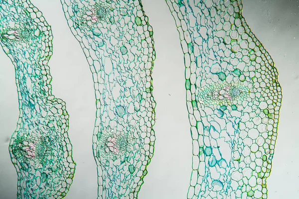 beyaz germer kök bölüm 50x