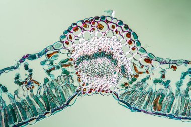 Rauschberry yaprakları mikroskop altında, 100x