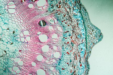 Mikroskop altında şube, 100 x