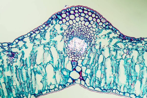 Linguster Sección Transversal Hoja Bajo Microscopio 200X —  Fotos de Stock