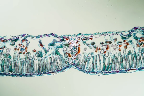 Rauschberry Folhas Através Sob Microscópio 100X — Fotografia de Stock