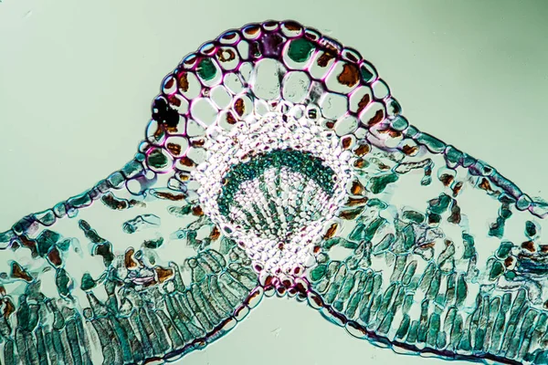 Ruschberry Leaves Microscope 100X — 图库照片