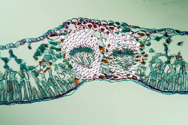 Φύλλα Βατόμουρου Στο Μικροσκόπιο 100X — Φωτογραφία Αρχείου