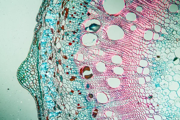 현미경 아래에 가지들 100X — 스톡 사진