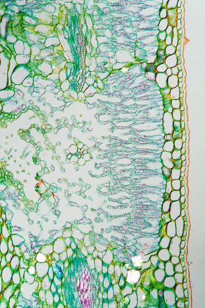 Sección Transversal Hoja Hierba Bajo Microscopio 200X —  Fotos de Stock