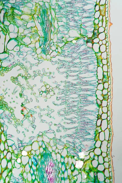 Weed leaf cross section under the microscope 200x