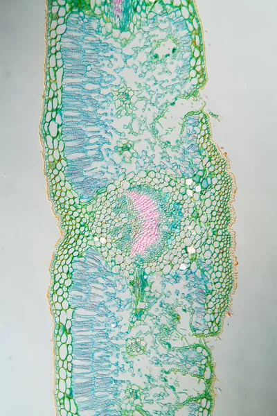 Sección Transversal Hoja Hierba Bajo Microscopio 100X —  Fotos de Stock