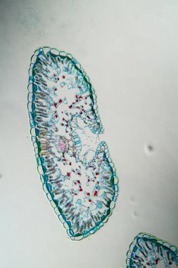 Heather ve fundalık yaprakları 100x