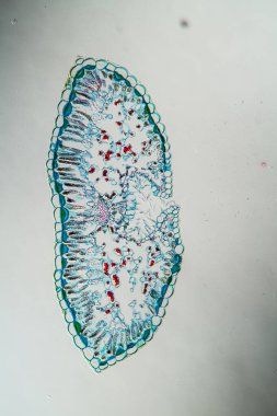 Heather ve fundalık yaprakları 100x