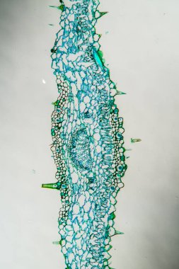 Yaprakları kesitli yaban domuzu. 100 kat daha fazla.