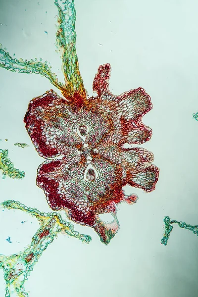 Fleurs Jaunes Sous Microscope Travers 100X — Photo