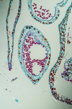 Çapraz tomurcuklu Hazel kedisi.