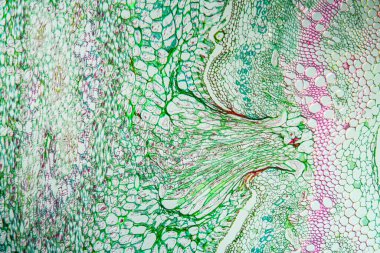 Isırgan otunun üzerindeki cadı ipliği Parazit bitkisinin 100 katı