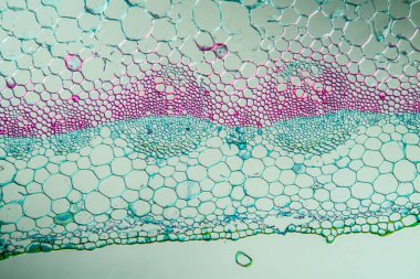 Kökeni kesitli nane şekeri 100x