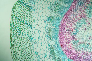 Kökeni kesitli nane şekeri 100x