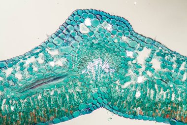 Çapraz kesitte yapraklı Azalea 100x