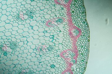 Kökeni 100x kesitinde olan zerdeçal