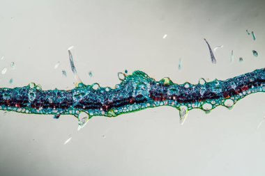 İncir yapraklı kesit 100x