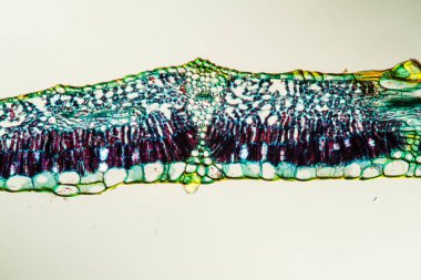 İncir yapraklı kesit 100x