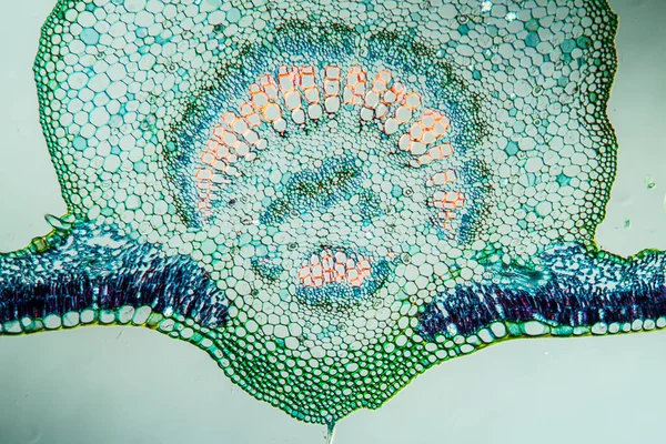 Fig with leaf in cross section 100x