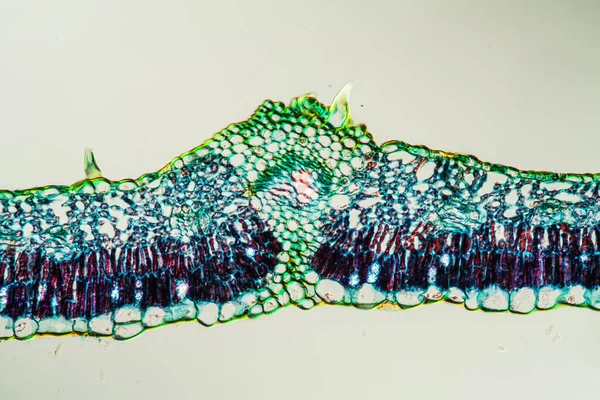 Fig with leaf in cross section 100x